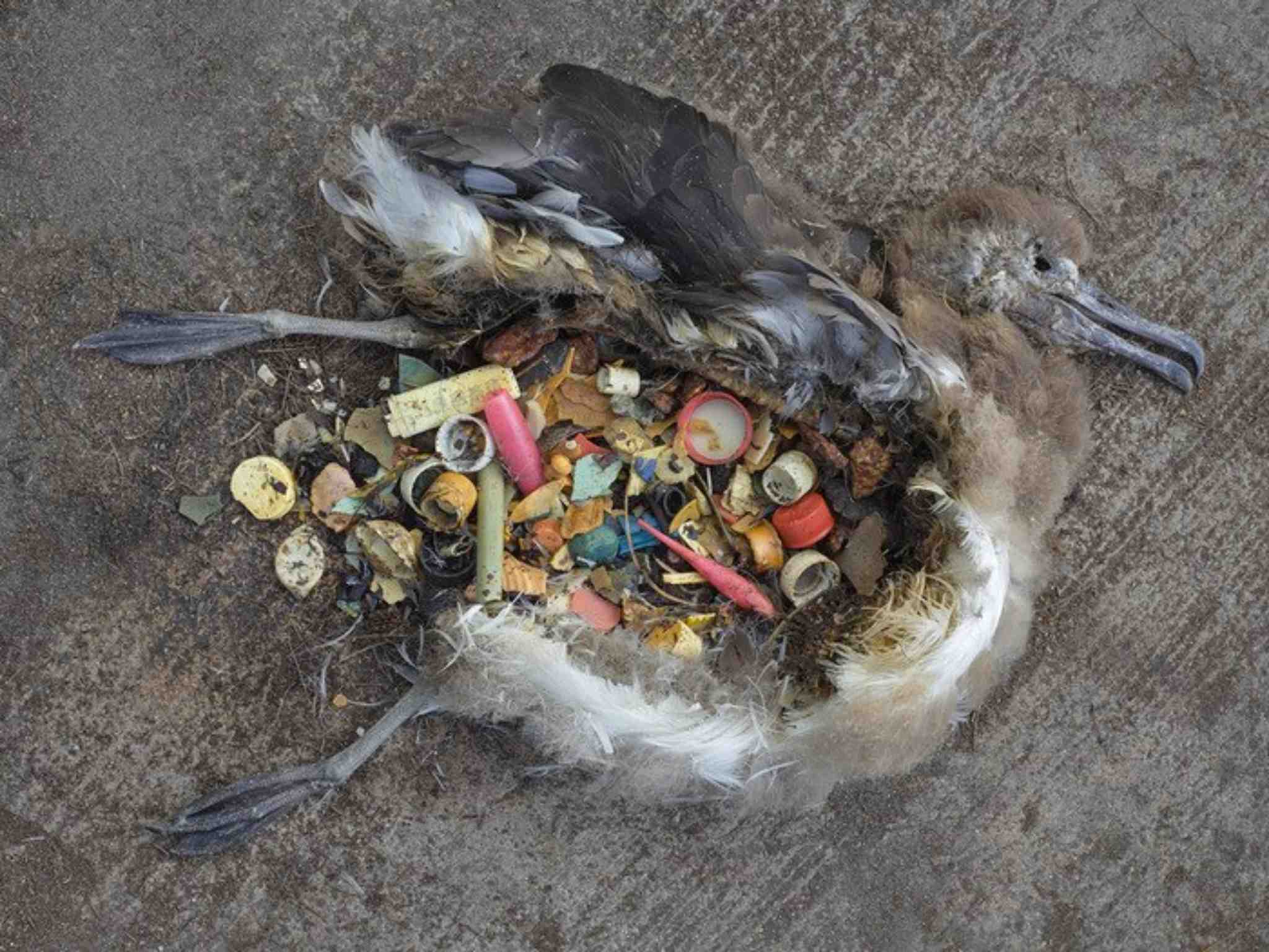 Albatross and Debris of Great Pacific Garbage Patch ~ Chris Jordan,