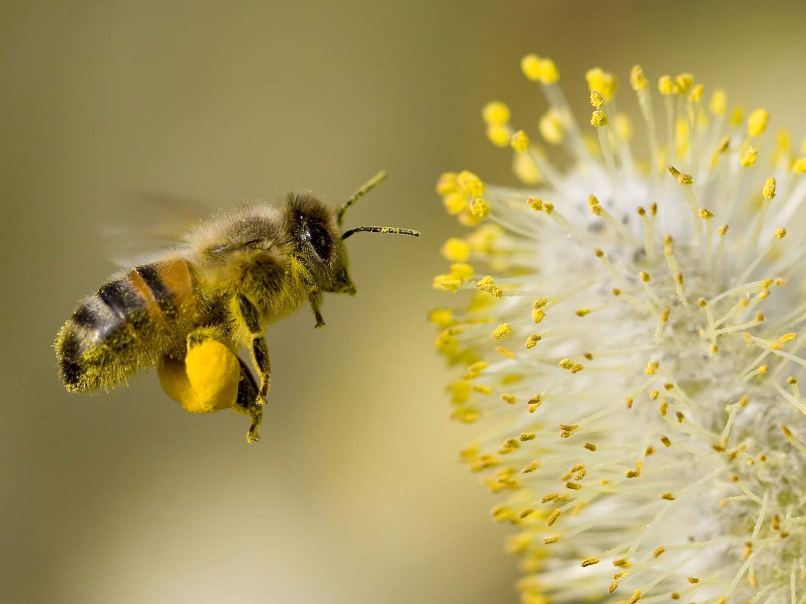 Pollen Stock Photo