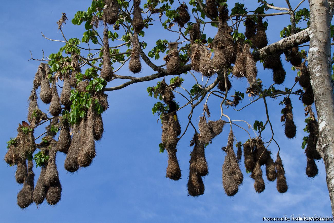 Montezuma Oropendola Nests ~ Caspar S