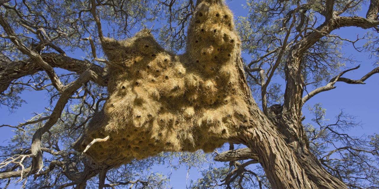 Sociable Weaver Nest ~ Ingo Arndt/NPL