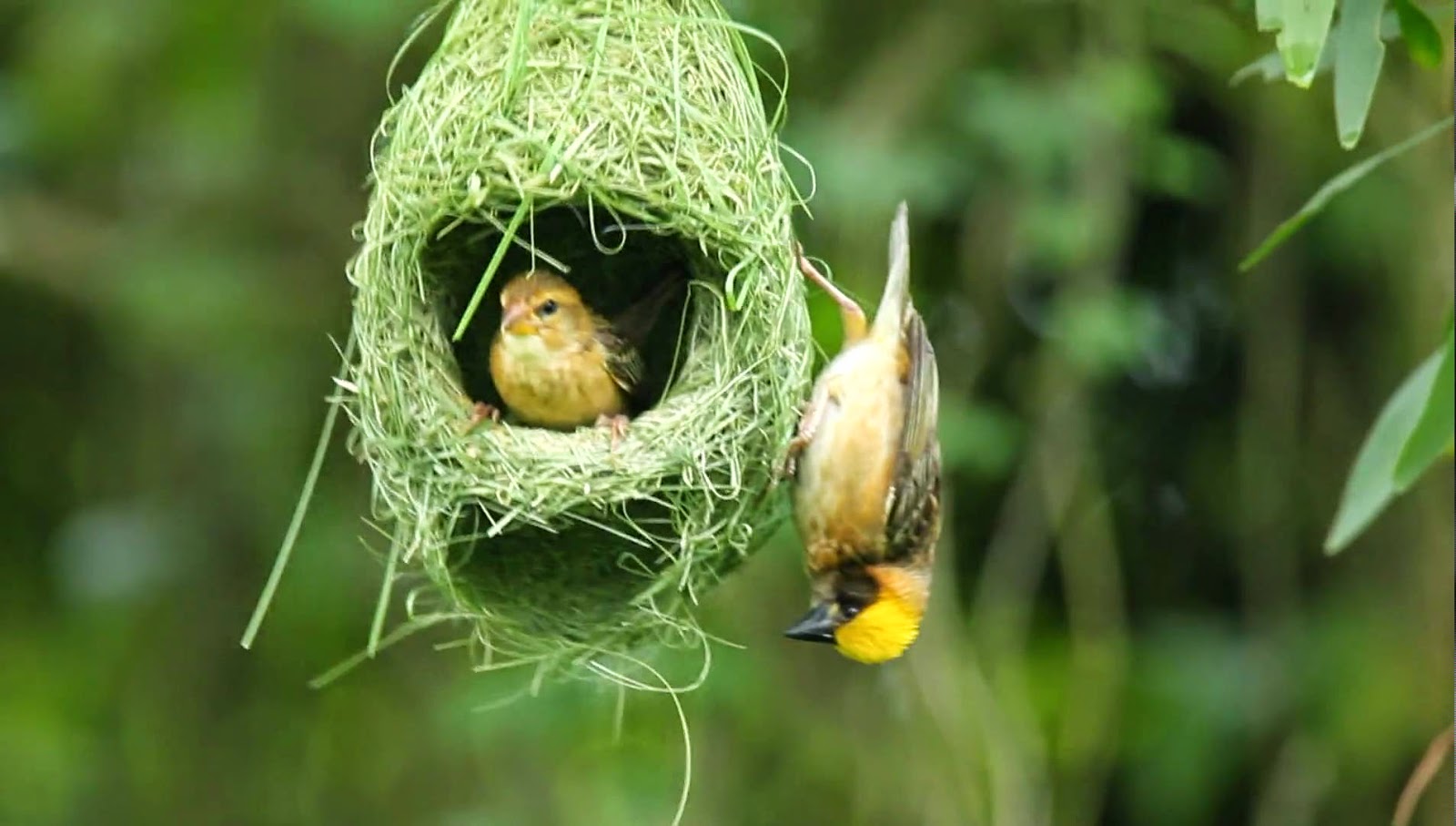 Baya Weaver Nest ~ Sasika Harshana