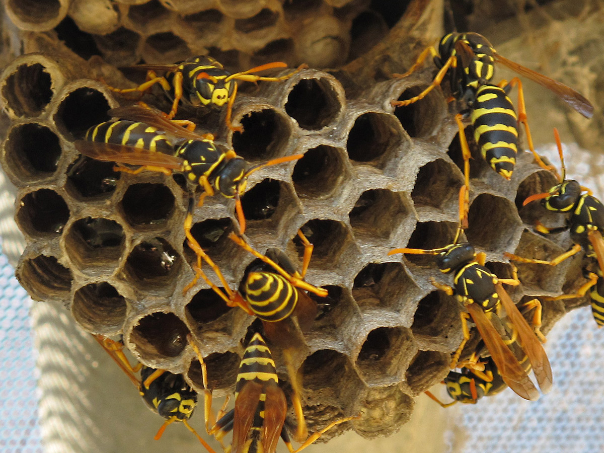 Wasp Nest Stock Photo