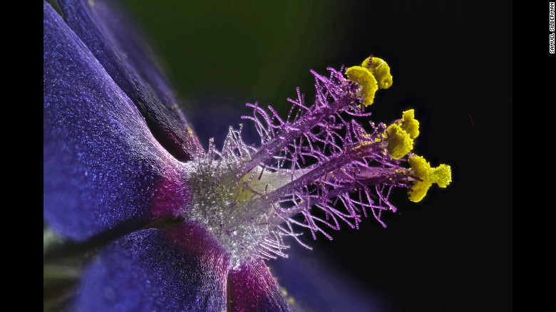 Wildflower Stanems ~ Samuel Silberman