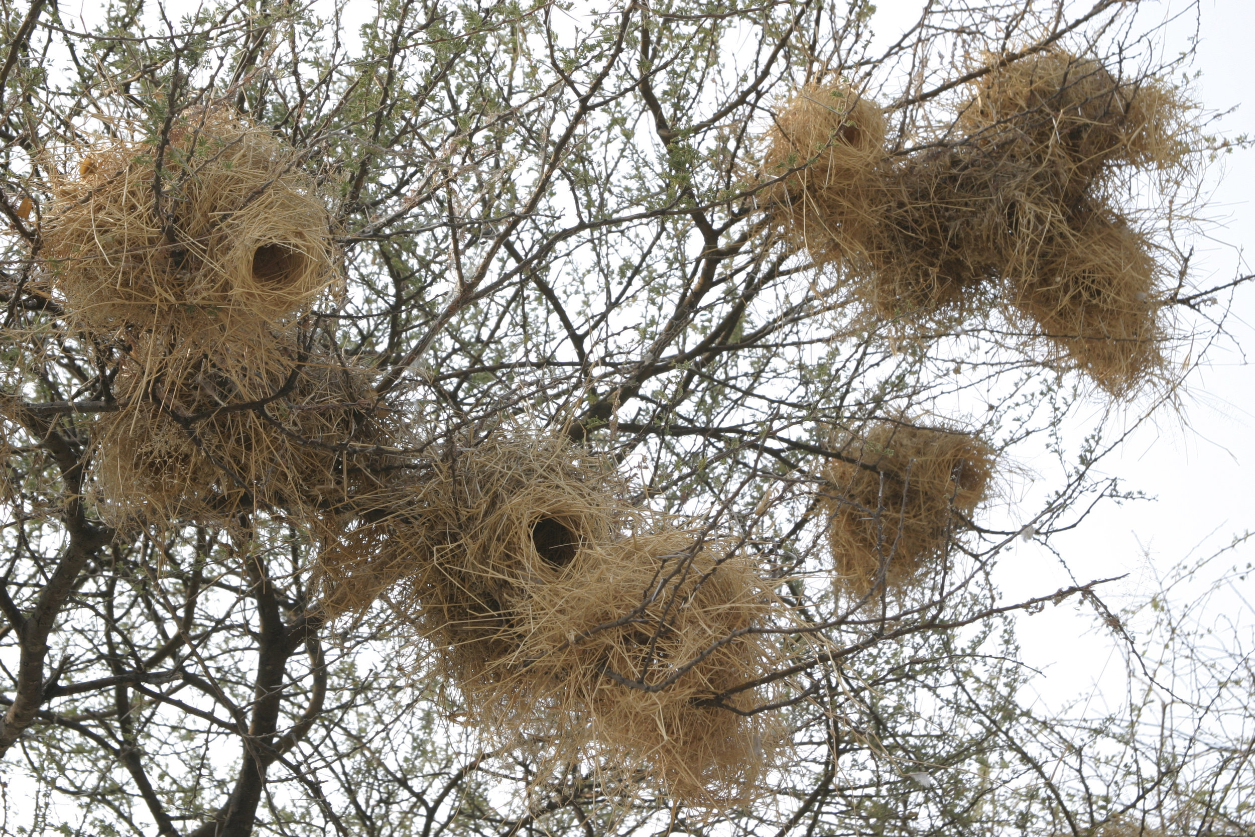 White Browed Sparrow Weaver ~ Birdman1