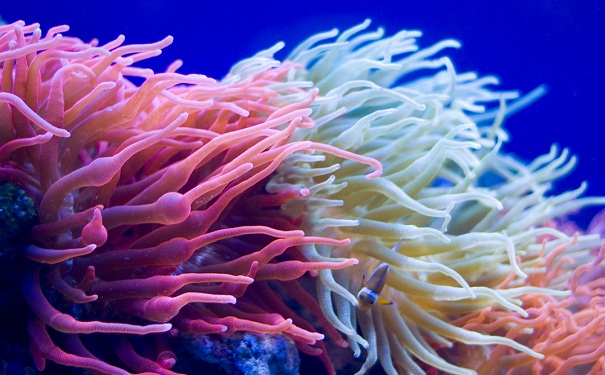 Coral Reef ~ Stock Photo