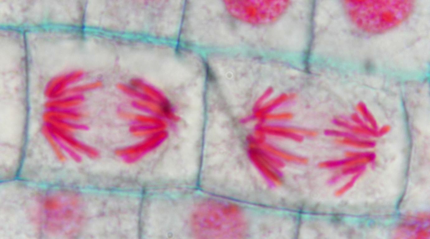 Onion Root Mitosis