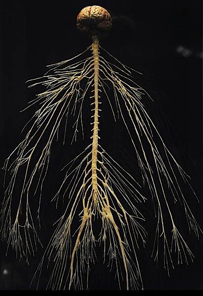 Human Nervous System