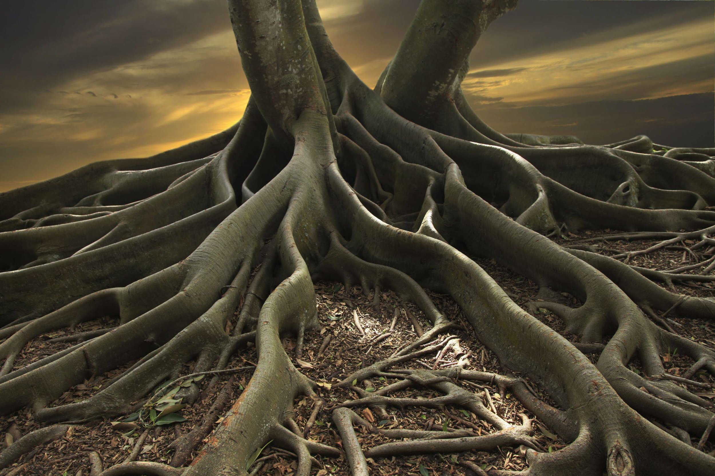 Banyan Tree Stock Image