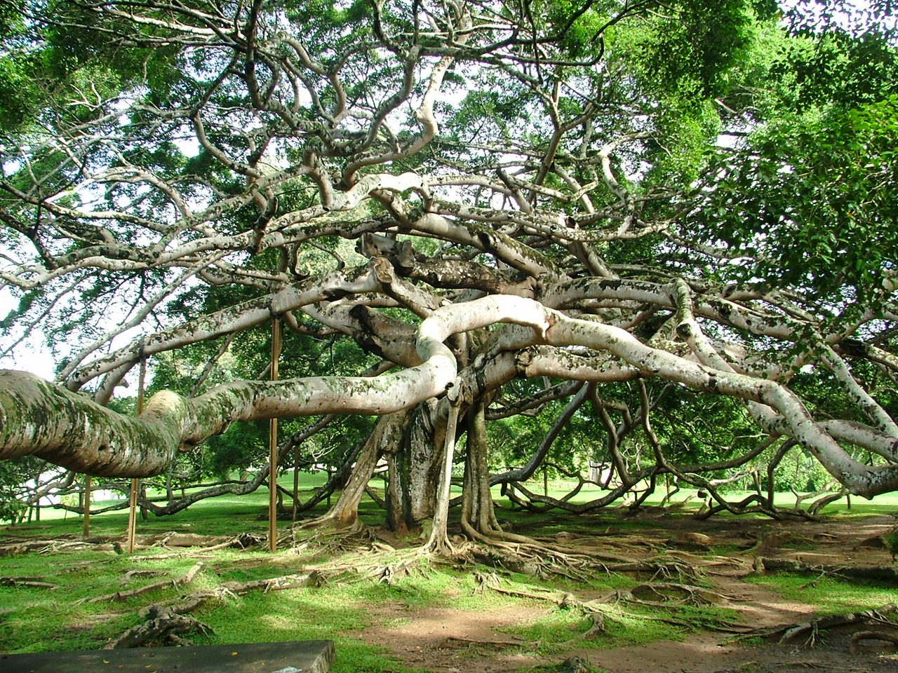 Widest Banyan Tree, THIMMAMMA MARRIMANU, Anantapur