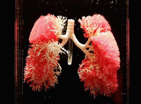 Lungs, Bodies Exhibit