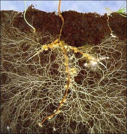 Mycorrhizal fungi