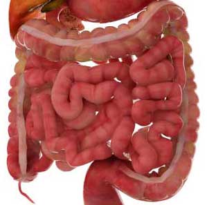 Digestive System Stock Photo