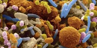 Gut Bacteria ~ Scimat Scimat, Getty Images