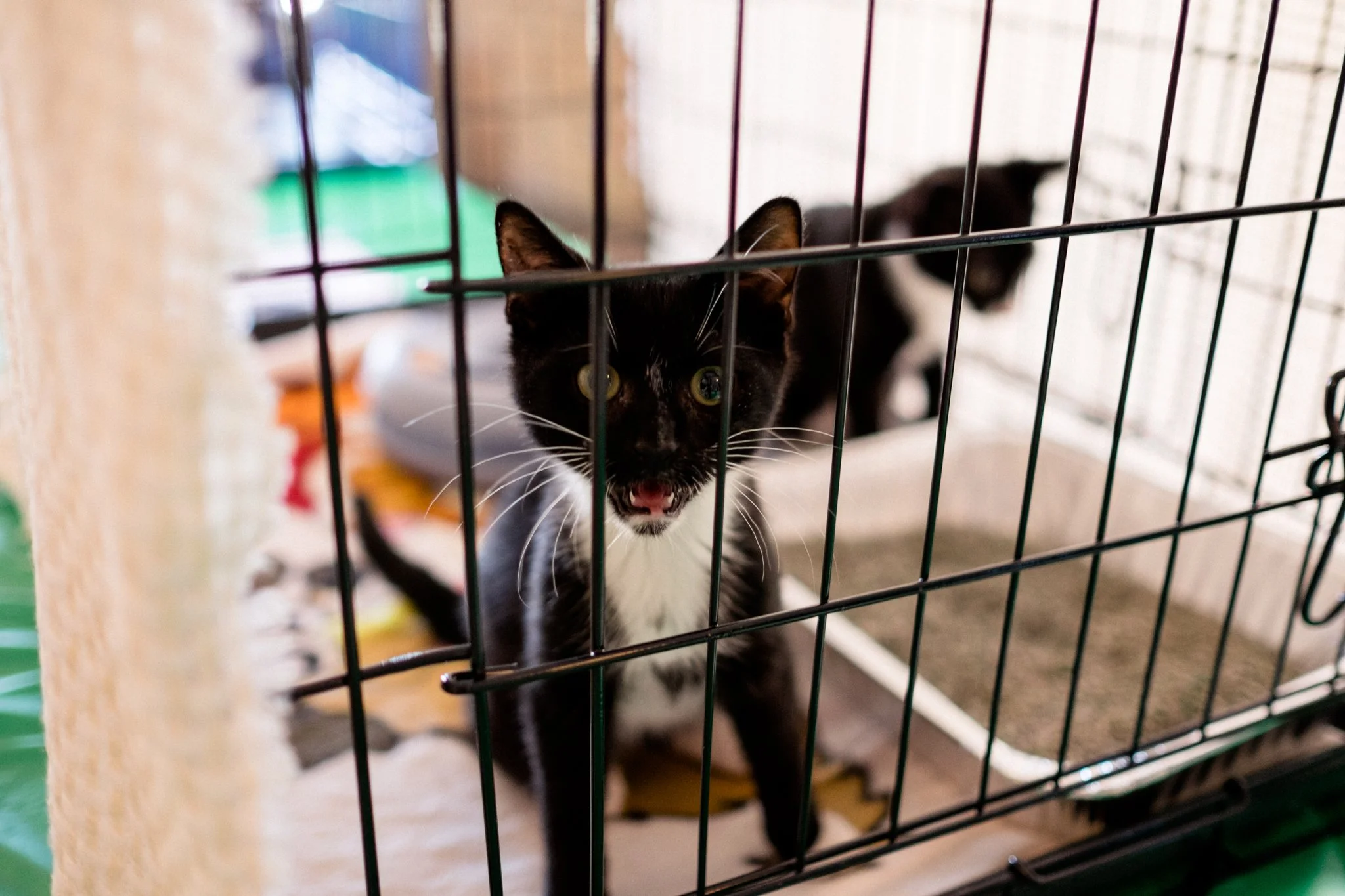 SteveScap-Internet_Cat_Vid_Fest-0075.jpg