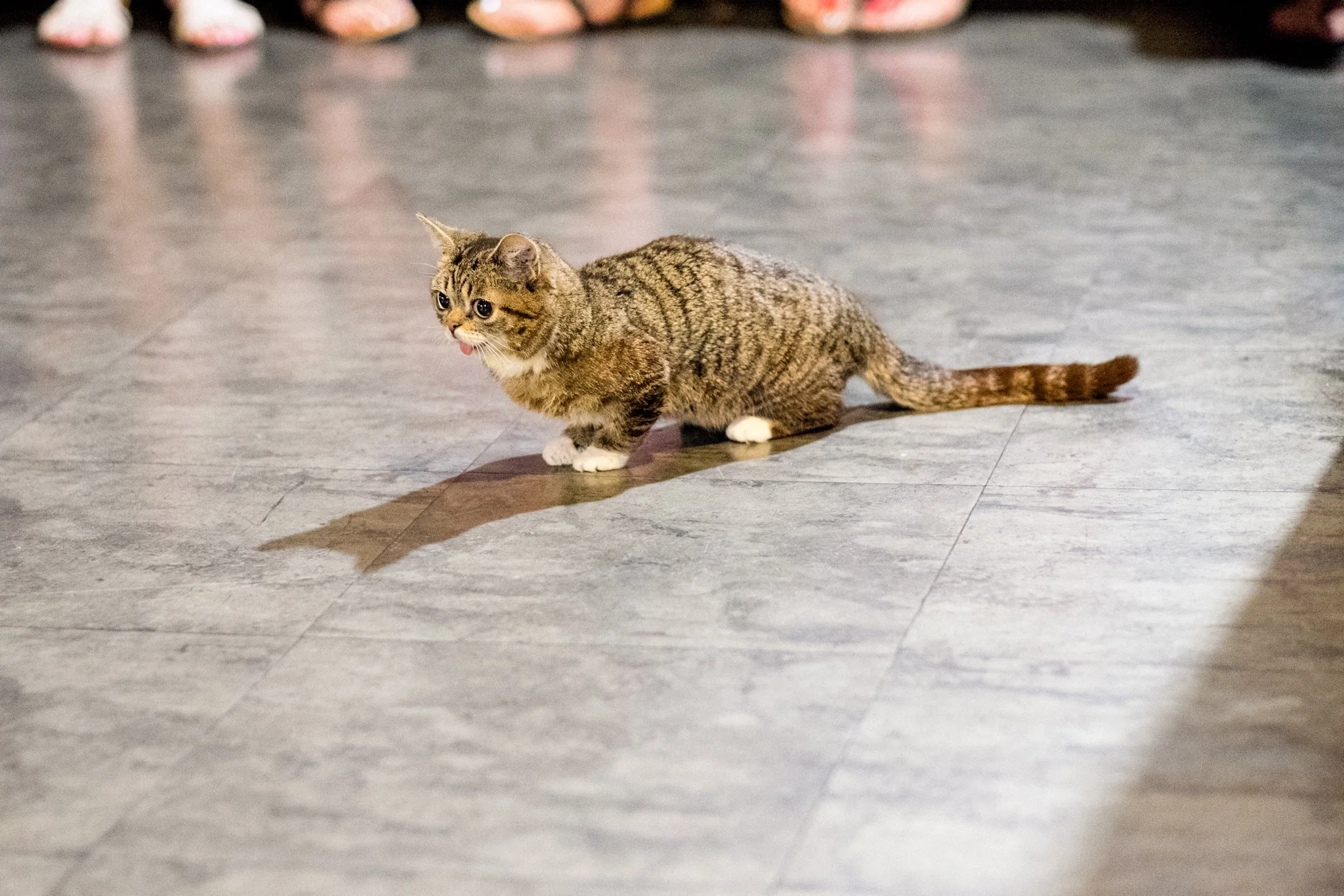 SteveScap-Internet_Cat_Vid_Fest-0110.jpg