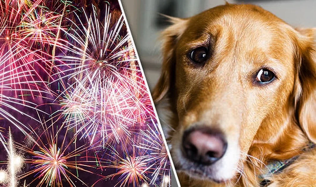 How Do I Keep My Dog Safe During Fireworks