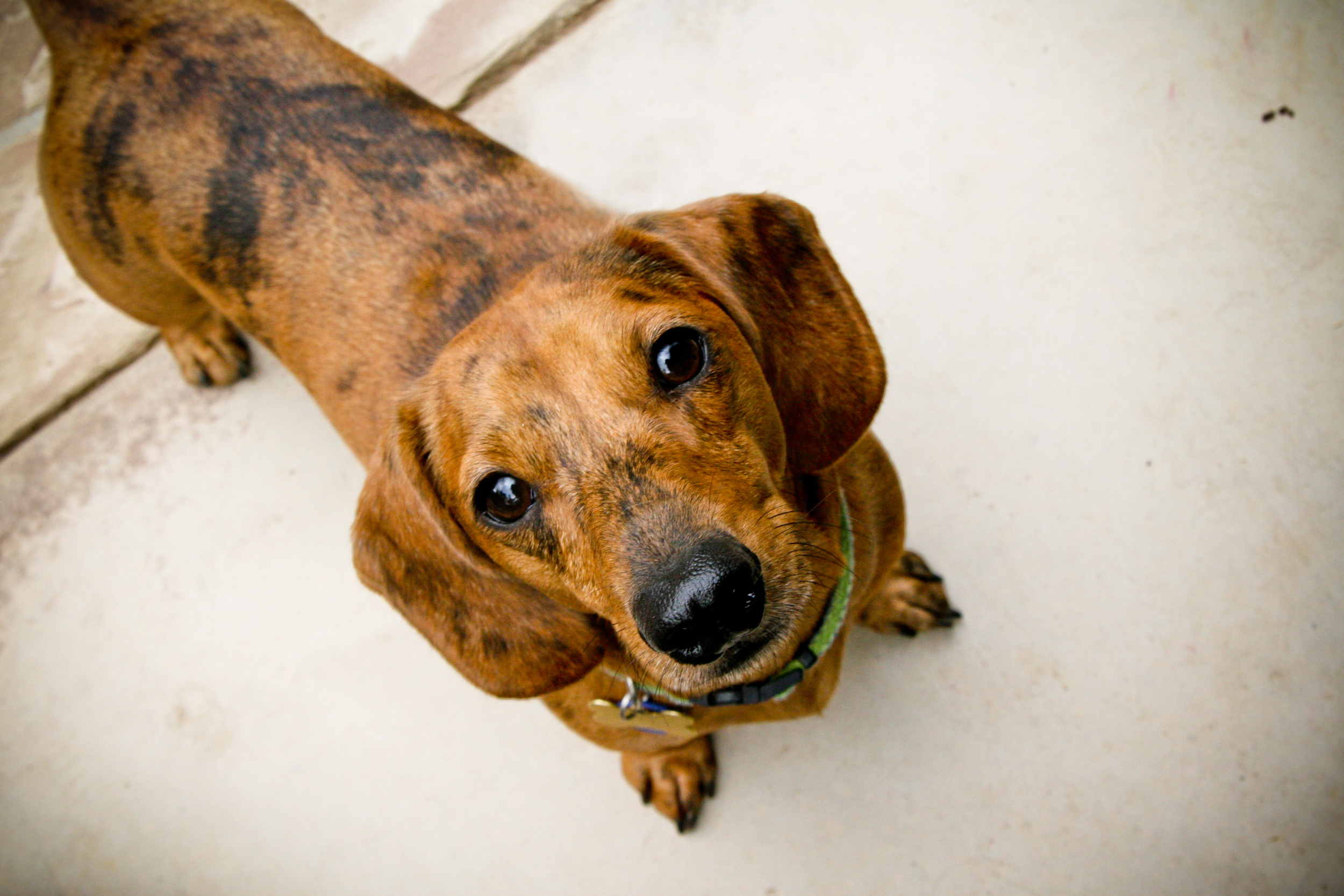 wire haired dachshund for adoption