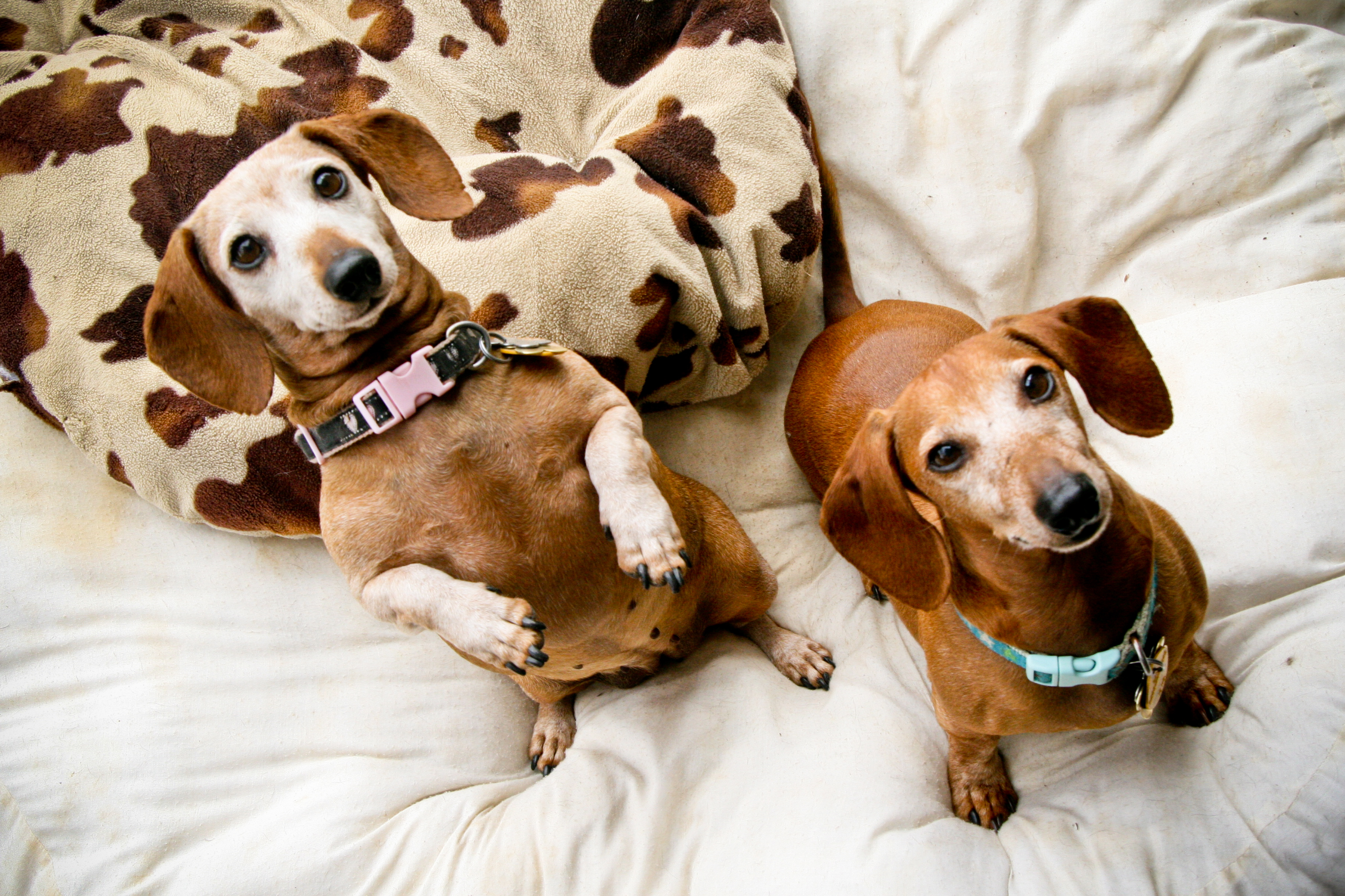 dachshund adults for sale near me