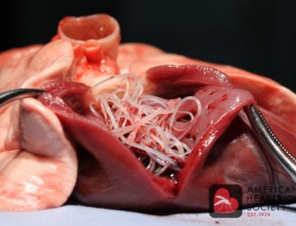 Heartworms.jpeg