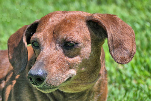 Sasha Sr Std 4703-1 face.jpg