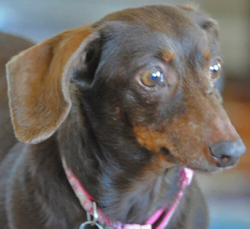 Elsa (4731) Age: 11 years Color: Chocolate Coat: Smooth Sex: Female/Spayed Size: Mini – 12 lbs.