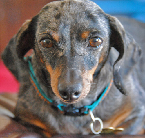 Anna (4732 ) Age: 8 years Color: Dapple Coat: Smooth Sex: Female/Spayed Size: Mini – 11 lbs.