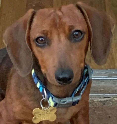 weenie dog dachshund dogs for adoption near me
