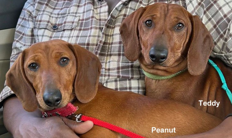 Northern California — Southern California Dachshund Relief Inc.