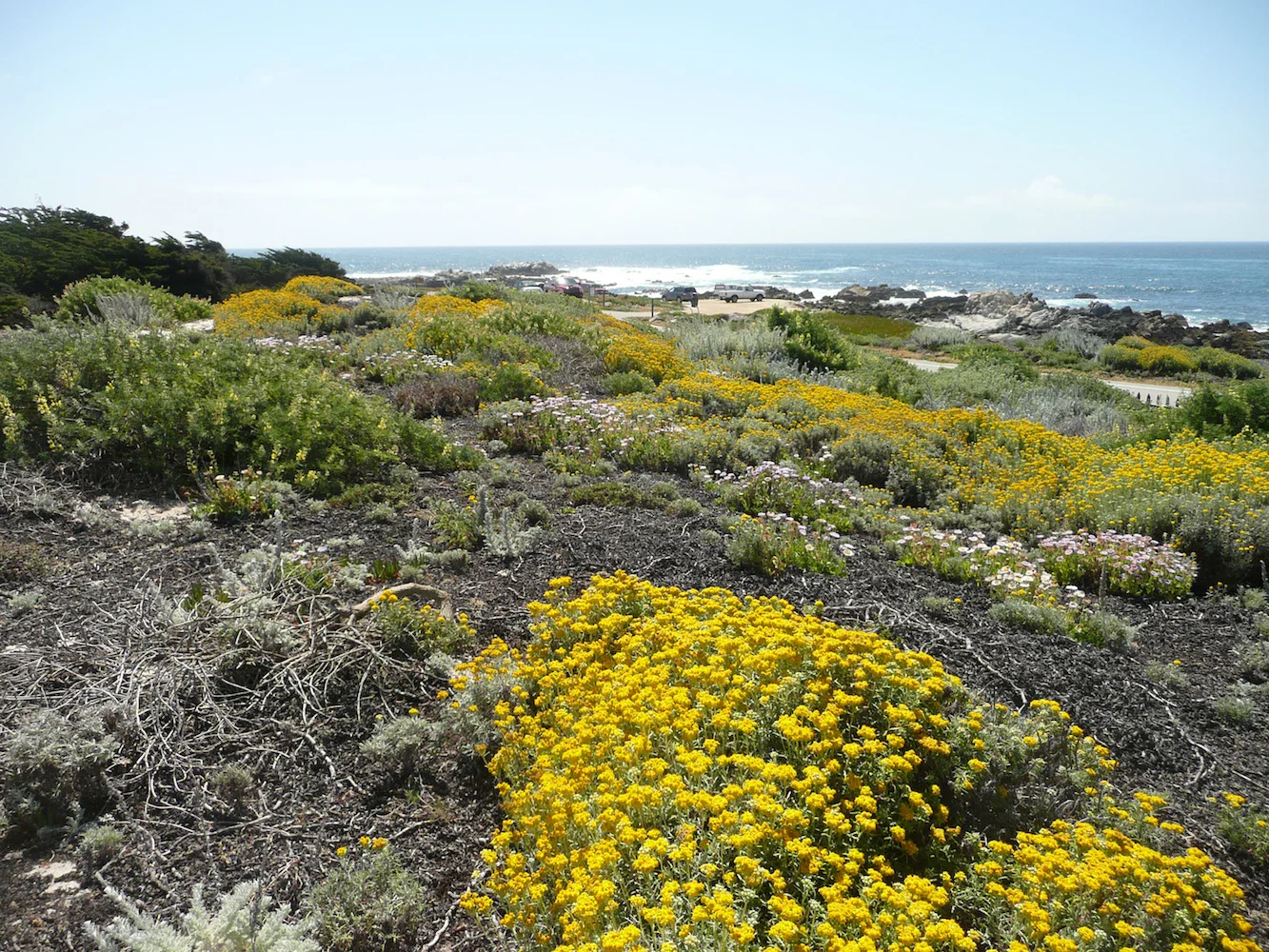 Pacific Grove Dune Restoration by John Wandke.