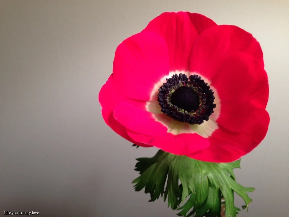 This red flower