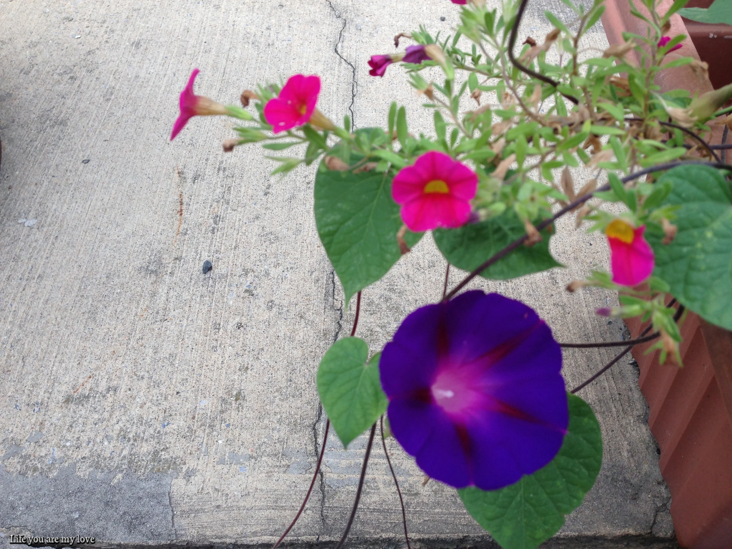 2013-08-08 09.26.37.jpg
