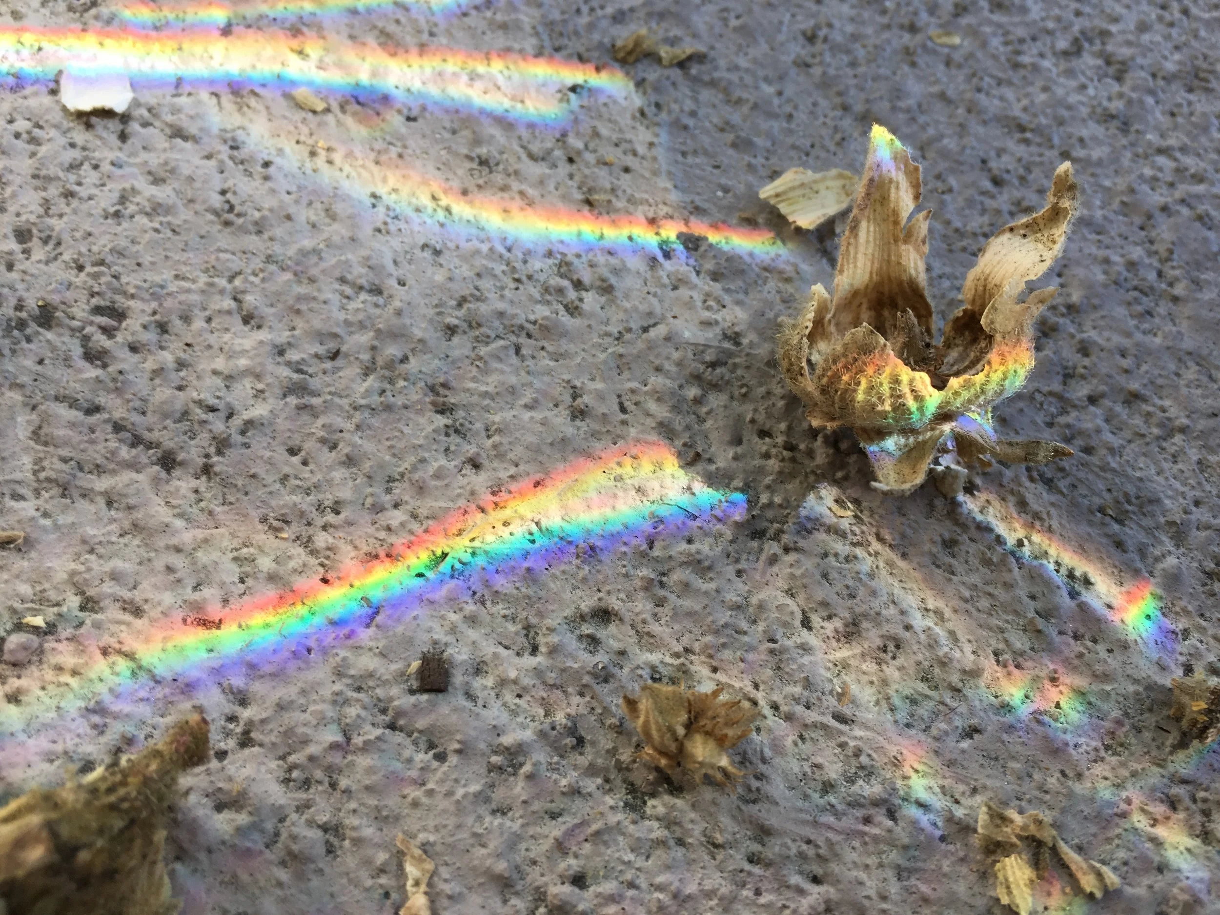 The watering balls I use in our plants threw these rich perfect rainbows onto my pile of seedpods. &nbsp;It felt like both a metaphor and a miracle.