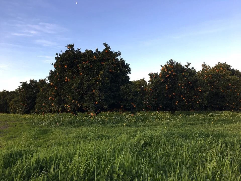 orange blossoms.jpg