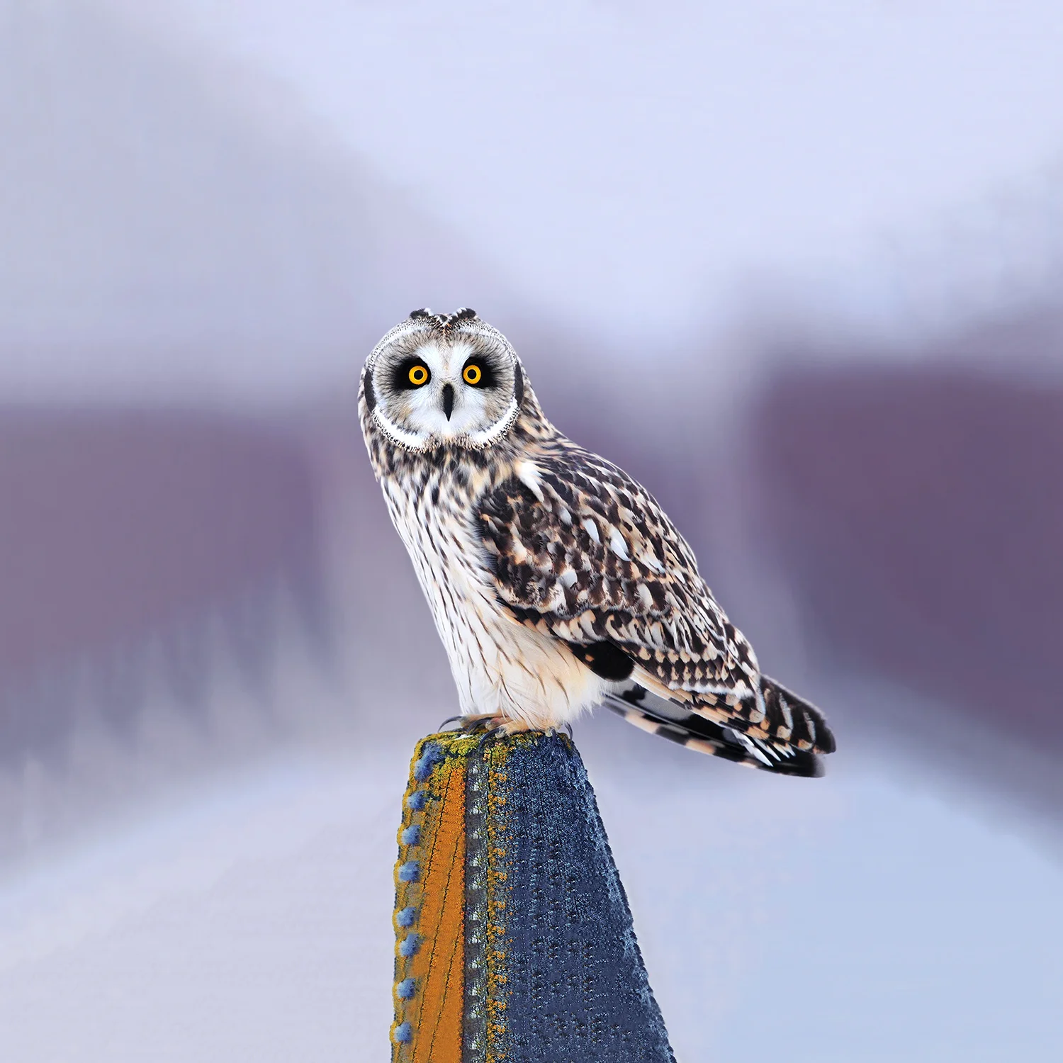Ignavus Auspex - 6974834_owl.jpg