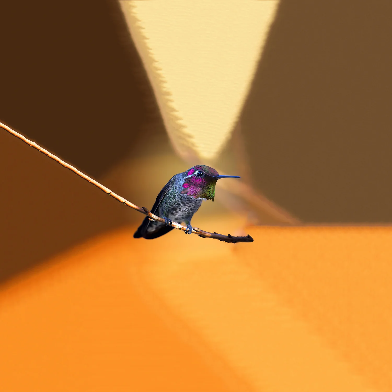 Ignavus Auspex - A_Tropical_Bird.jpg