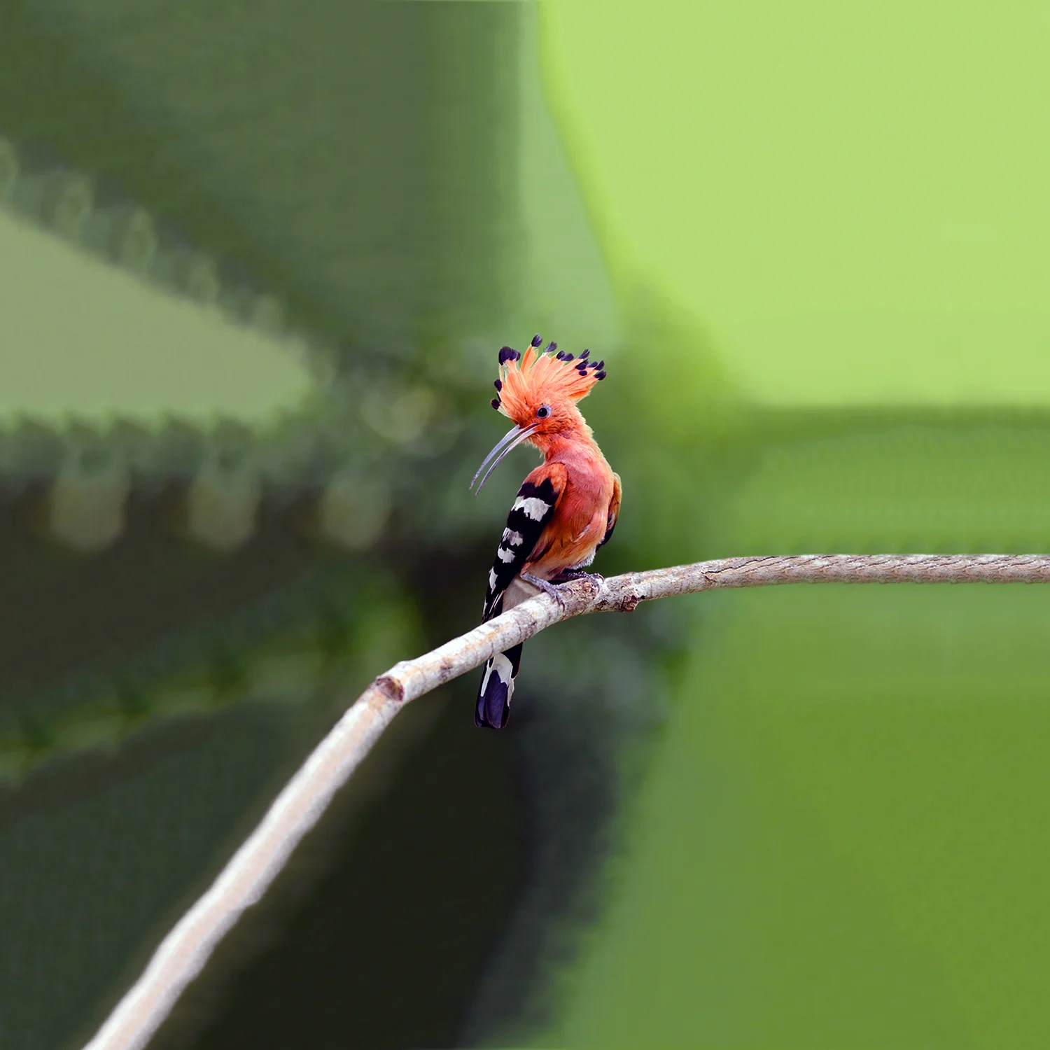 Ignavus Auspex - Bird_116c27812635.jpg