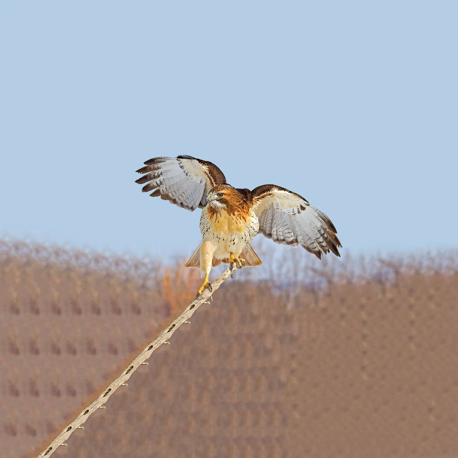 Ignavus Auspex - Perched.Red.Tail.Hawk.jpg