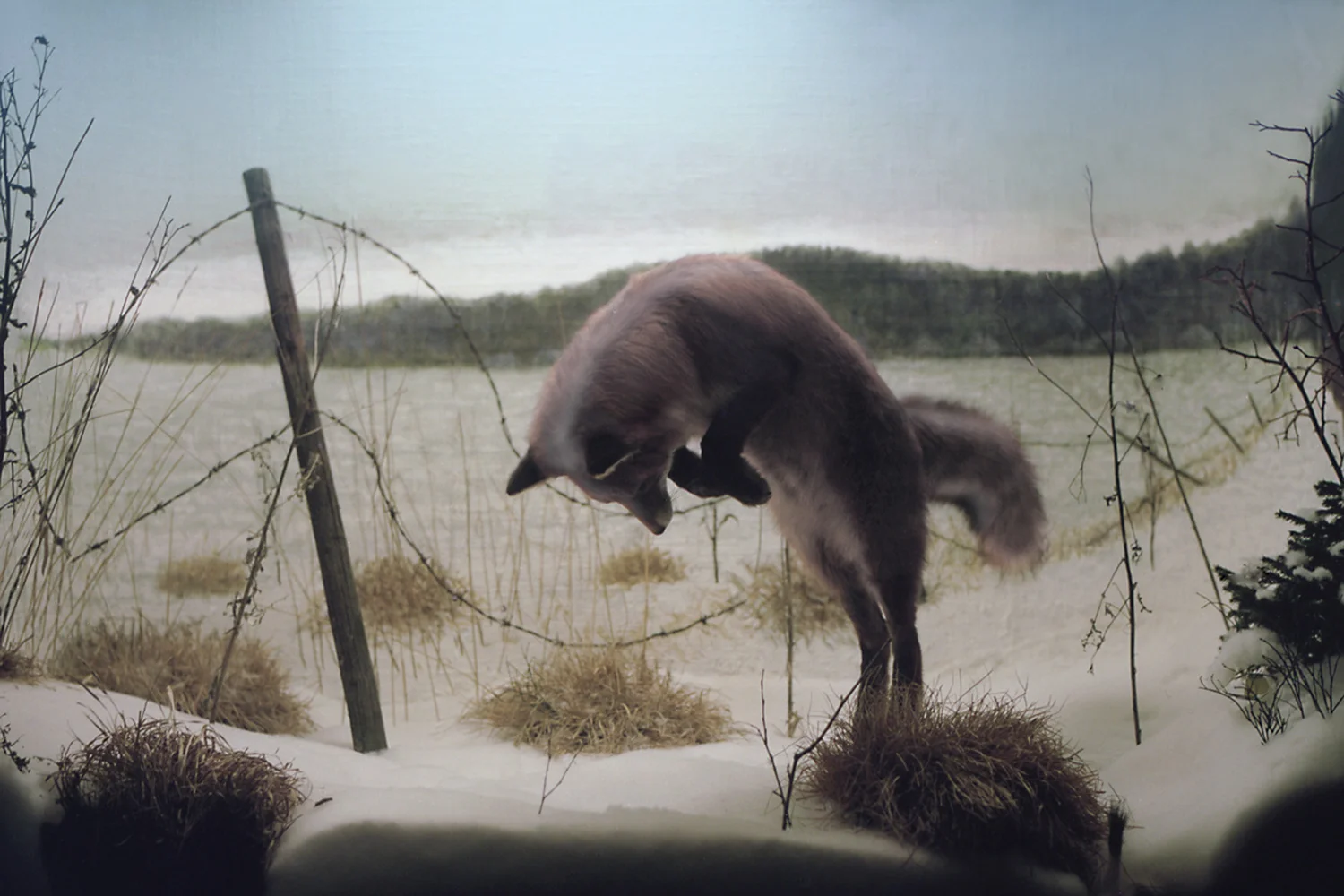 foxinwinterland.jpg
