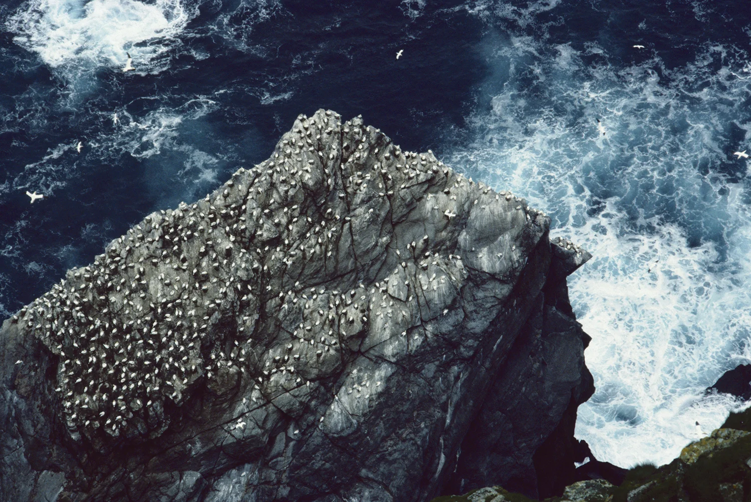 Gannets,Hermaness,ShetlandGUNNIEMOBERG.jpg
