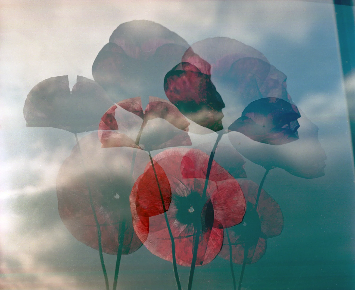Sky poppies1995.jpg