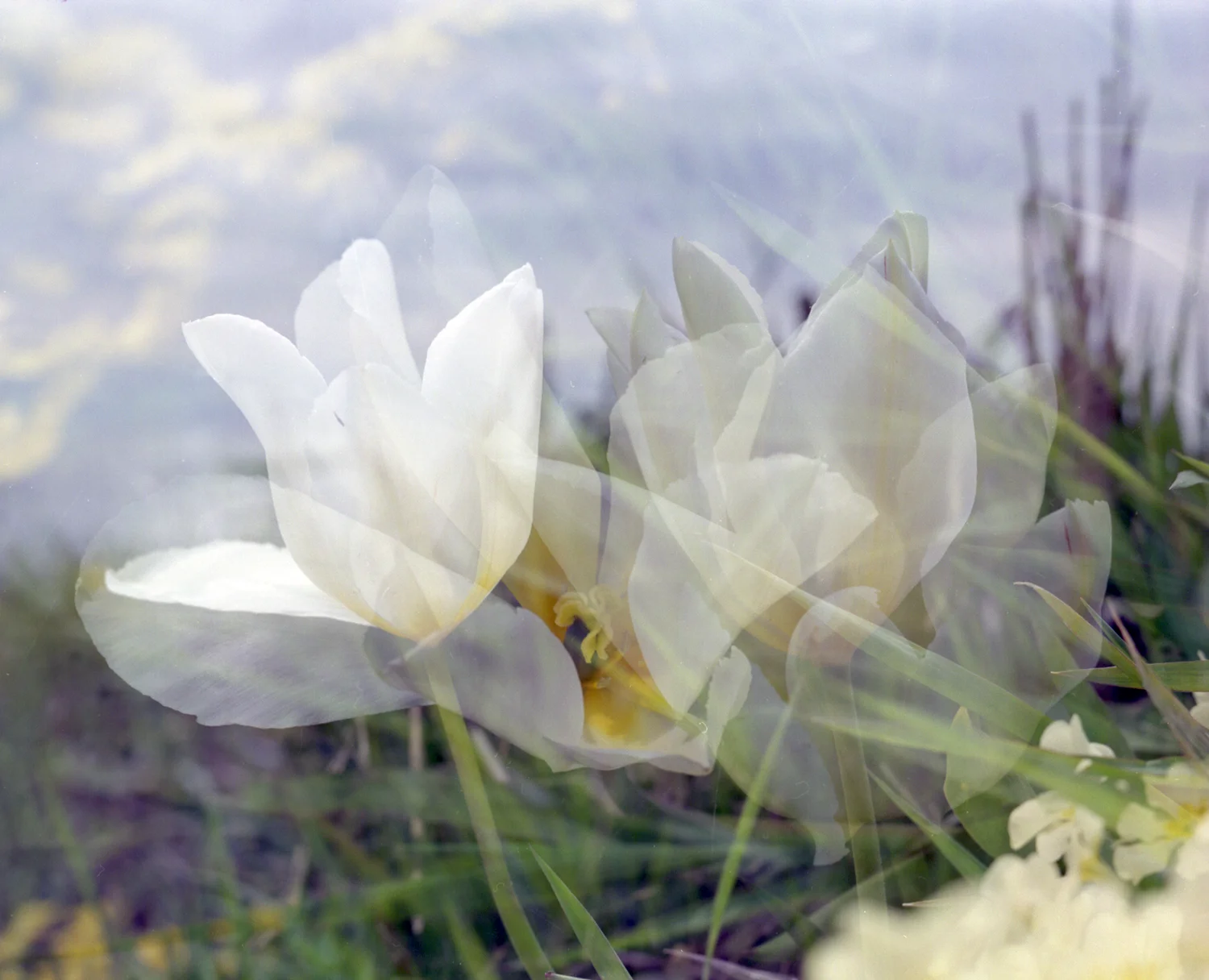 Tulips1996.jpg