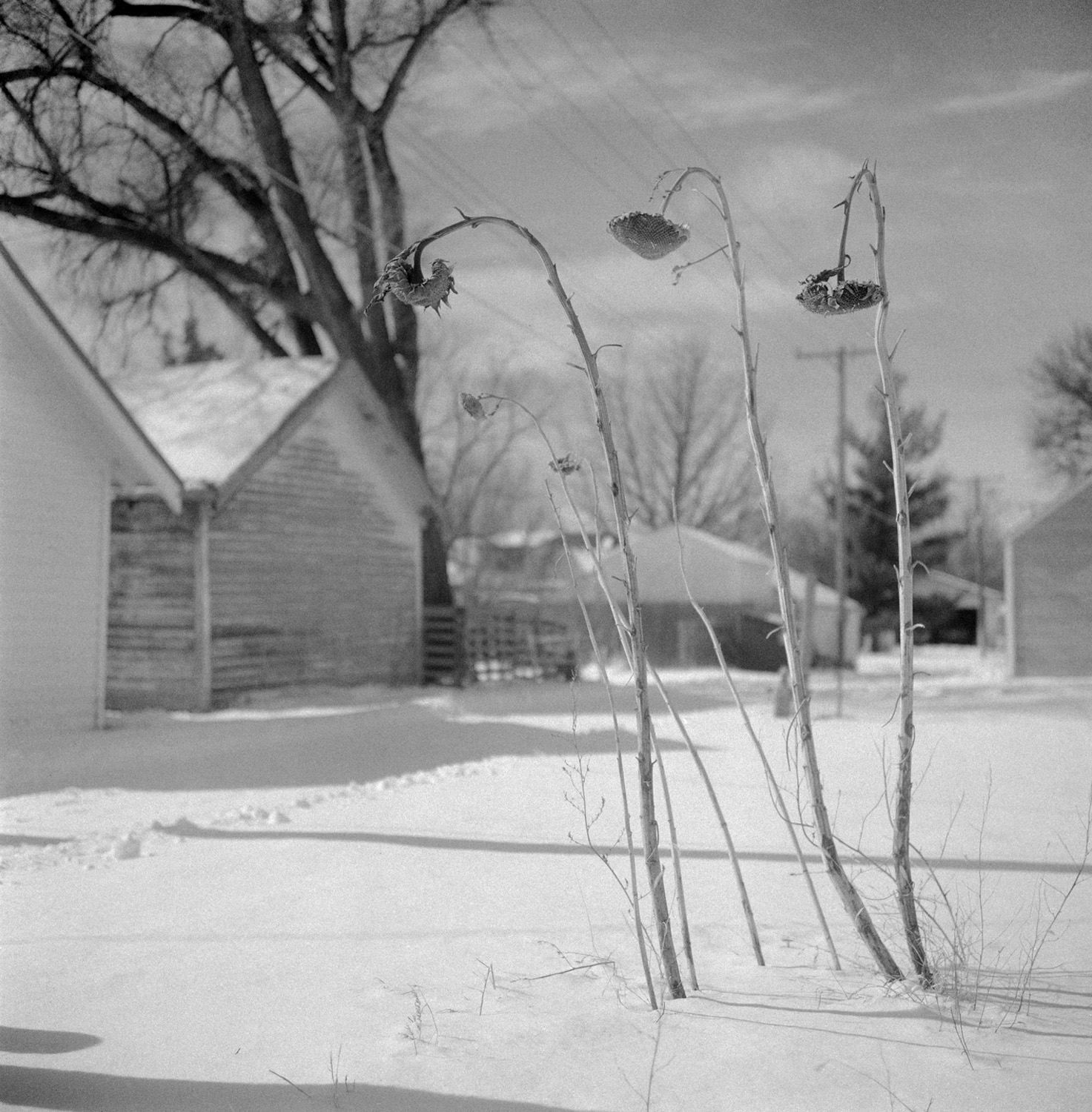 American Winter. Chappel, Nebraska, 2018.jpg