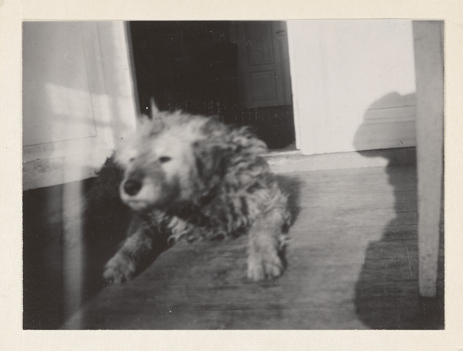  Edvard Munchs hund Fips på verandan på Ekely, 1930, 