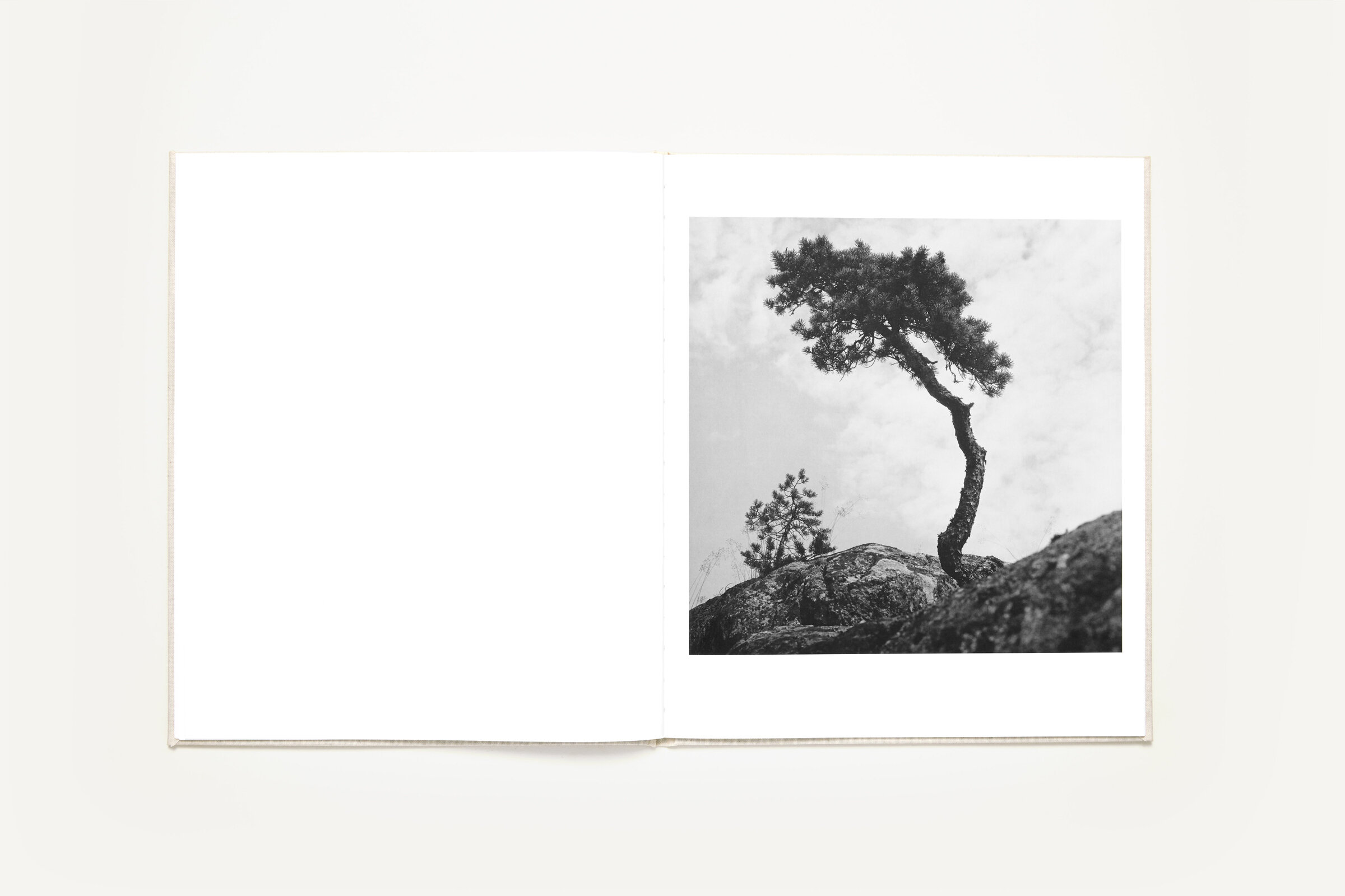 Ur boken "Träd" av Gunnar Smoliansky.