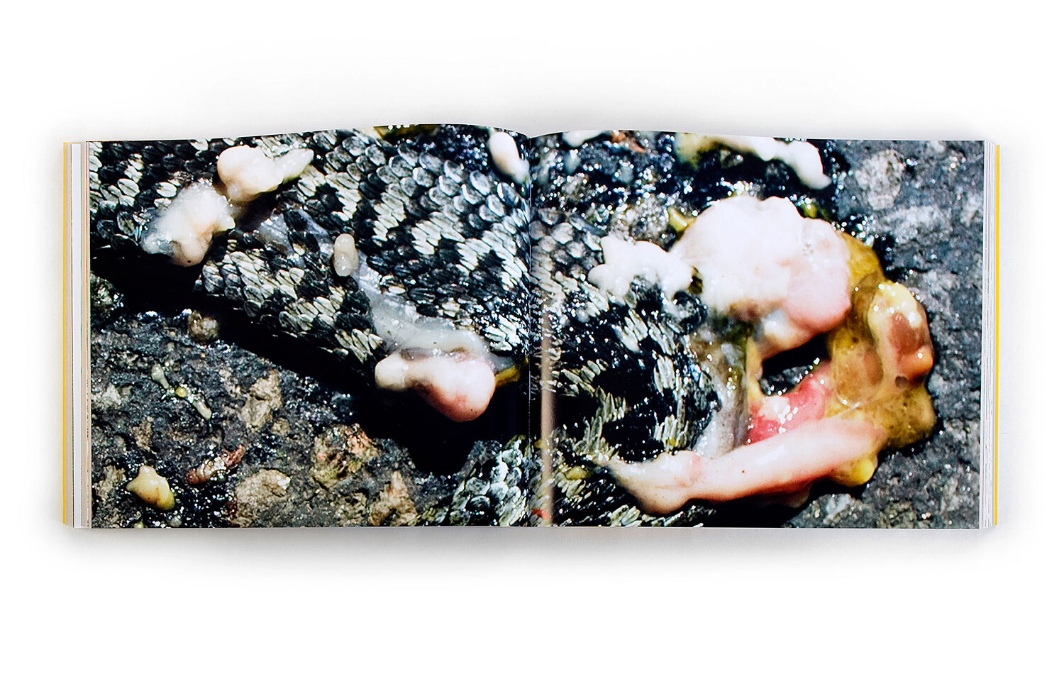 Bokuppslag, död orm