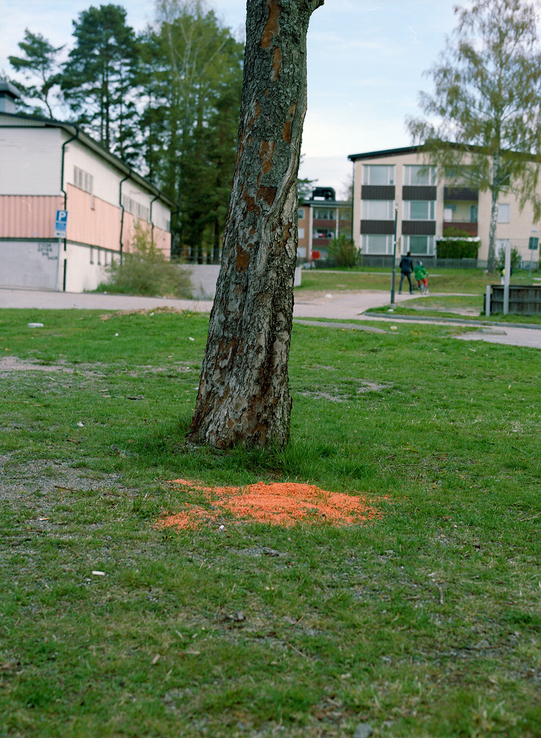 träd på gräsmatta med orange fläck