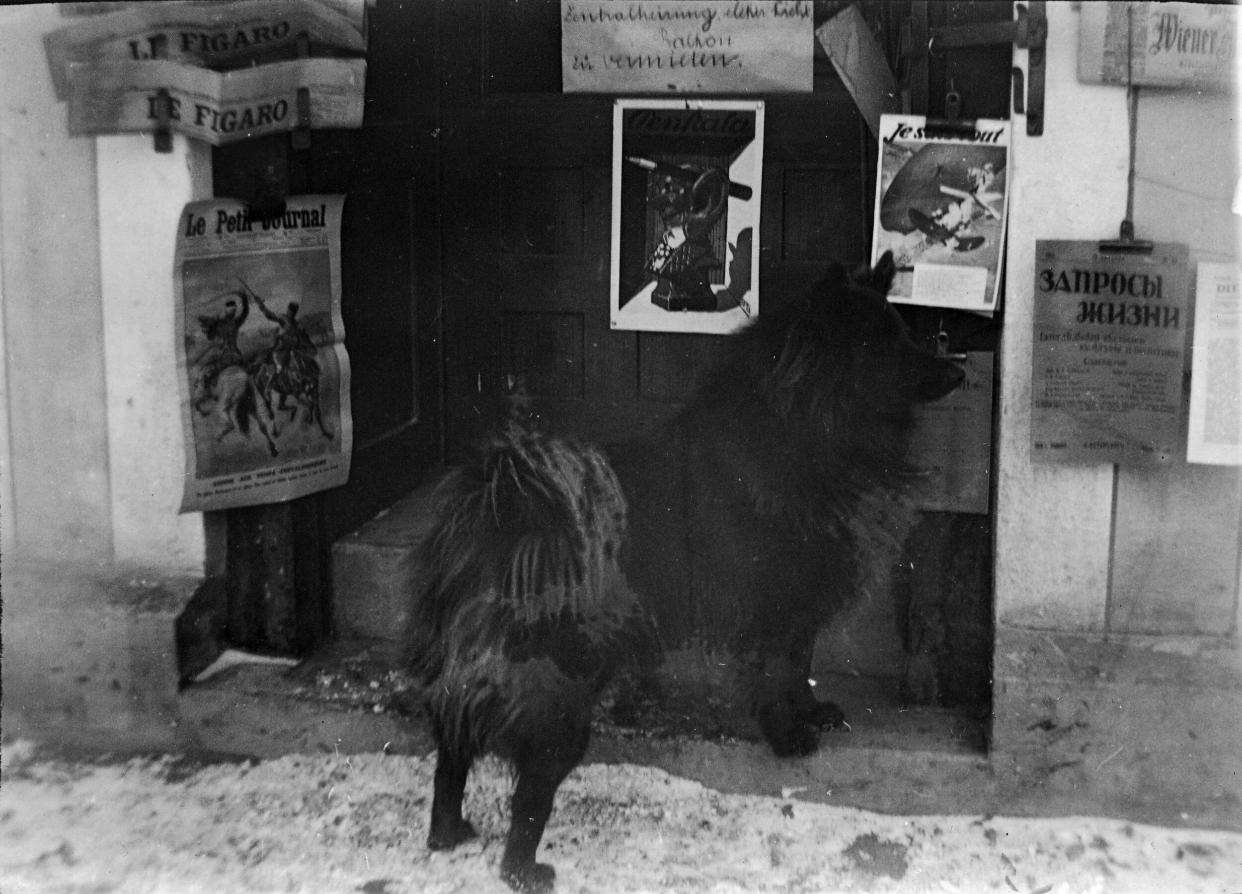 hund vid tidningskiosk.jpg
