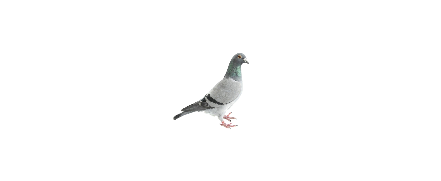 pigeon.png