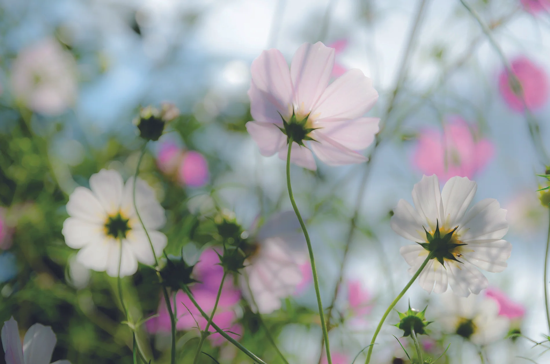 Flowerbed in spring, Sofia, Bulgaria. © JW Amsterdam