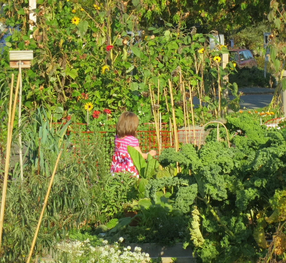 Getting the children involved in the garden